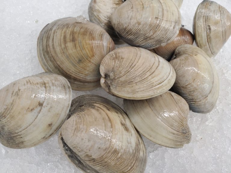 Live Hard Shell Little Neck Clams - Graffam Bros Seafood